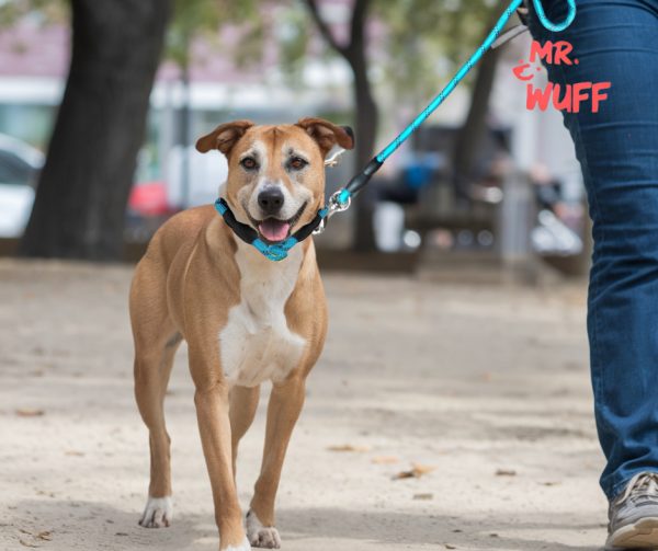 Correa Para Perro Resistente Ajustable Reflejante Mr Wuff Azul - Imagen 9