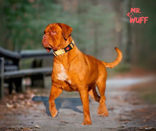 Collar Para Perros Gatos Mascotas Ajustable Mr Wuff Naranja Broche Xl - Imagen 5