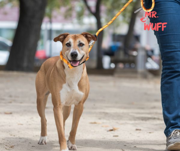 Correa Para Perro Resistente Ajustable Reflejante Mr Wuff Color Naranja - Imagen 8