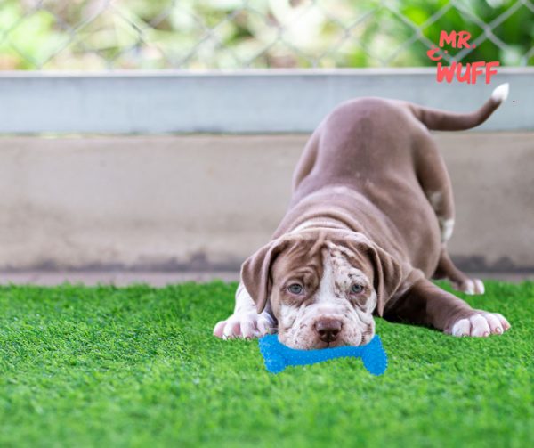 Hueso Para Perro Juguete Mordedera Plástico Resistente Antiestrés Mr Wuff Color Azul - Imagen 6