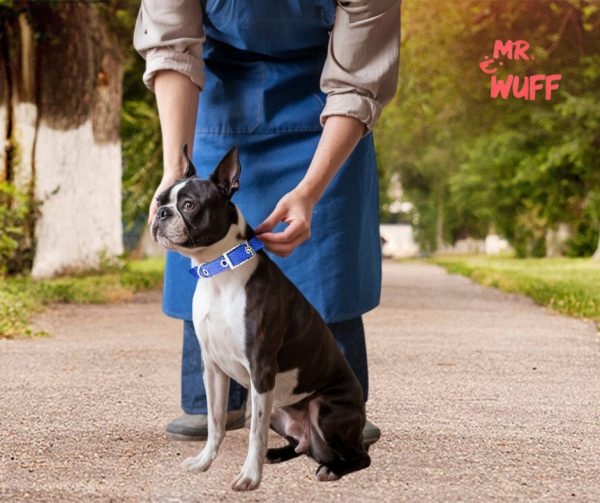 Collar Para Perro Hebilla Cinturon Metal Ajustable Mr Wuff Azul Collar Para Perro M - Imagen 6