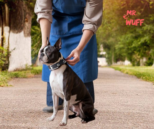 Collar Para Perro Hebilla Cinturon Metal Ajustable Mr Wuff Color Negro Tamaño Del Collar M - Imagen 6