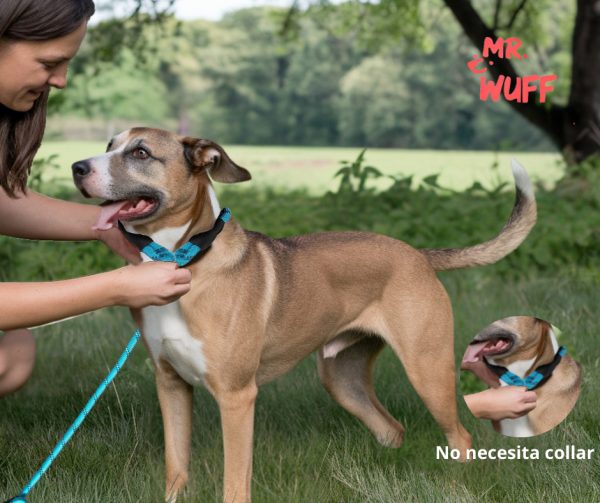 Correa Para Perro Resistente Ajustable Reflejante Mr Wuff Color Azul - Imagen 4