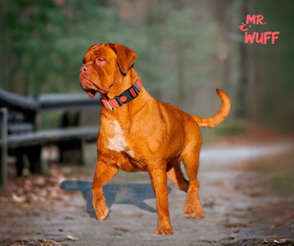 Collar Para Perros Gatos Mascotas Ajustable Mr Wuff Rojo Broche Xl - Imagen 6