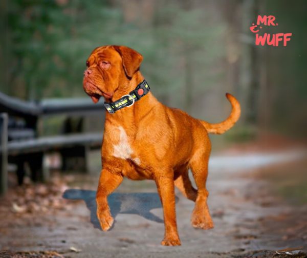Collar Para Perro Reflejante Broche Ajustable Mr Wuff Verde L - Imagen 5