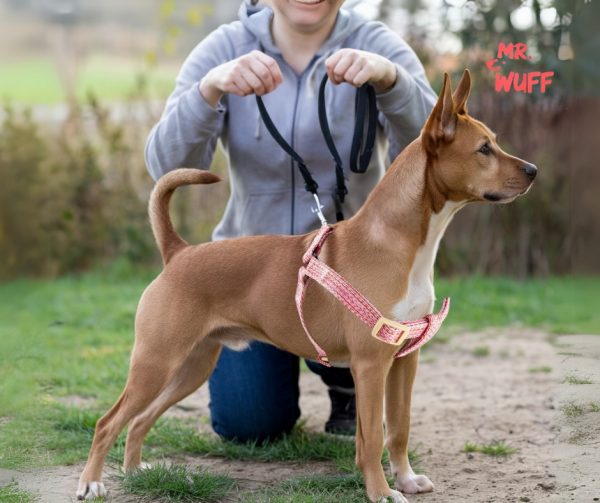 Pechera Arnes De Seguridad Para Perros Resistente Mr Wuff Rosa L - Imagen 8
