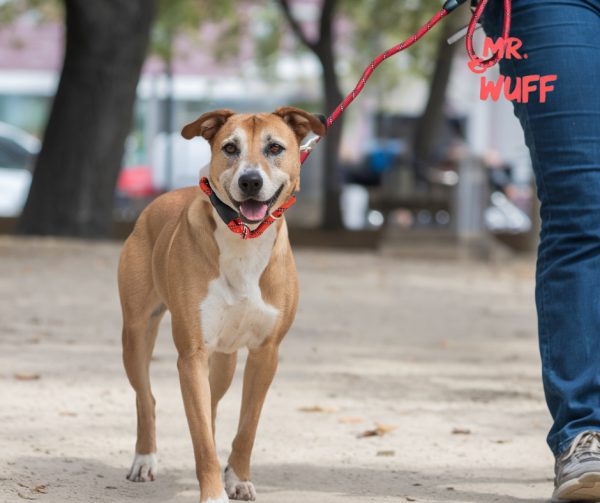 Correa Para Perro Resistente Ajustable Reflejante Mr Wuff Color Rojo - Imagen 8